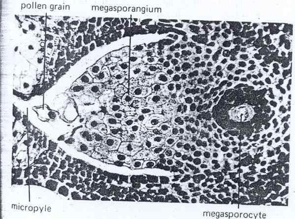 적끈적한물질이부착되어있어서 pollen을붙게한다. 이것은현화식물의암술머리와같은역할이다. 화분립이대포자낭조직과접촉하고난후주공에있는주피세포는방사상으로신장되어서주공통로의직경이감소되어밀봉된다. 남아있는주피팔 (integumentary arm) 은나중에쇠퇴한다.