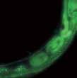 elegans Aspergillus