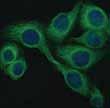 Fluorescence Live Cell 관찰에최적화