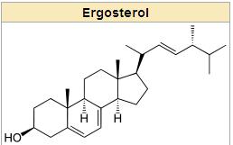 Ergosterol 이자외선에의해활성화되어