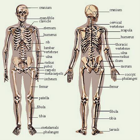 Skeletal System 골격의주요기능. a. 지지작용 : 신체의약한부분을지탱하는지주의역할. b. 보호작용 : 뇌및내장같은섬세한신체의내부기관을보호. c.