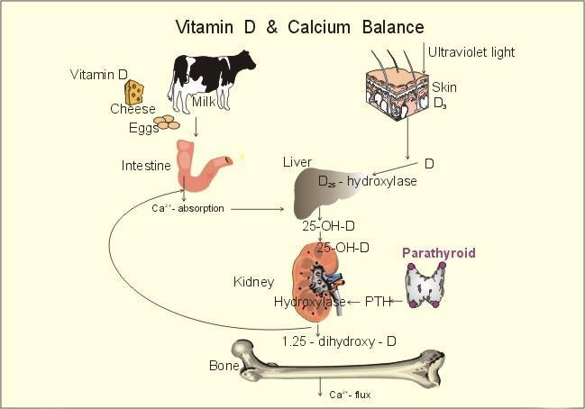 Vitamin D Metabolism - 지용성비타민 D 는스테로이드호르몬의한종류로다른스테로이드호르몬의대사과정및세포내작용기전이유사.