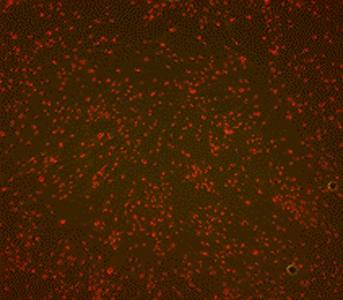 Perfusion Culture System of the Salivary Ductal Cells Fig. 4.