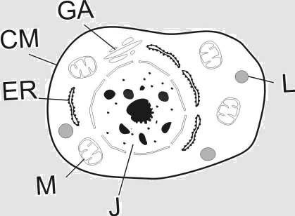 오토파지 (Autophagy) 오토파지?