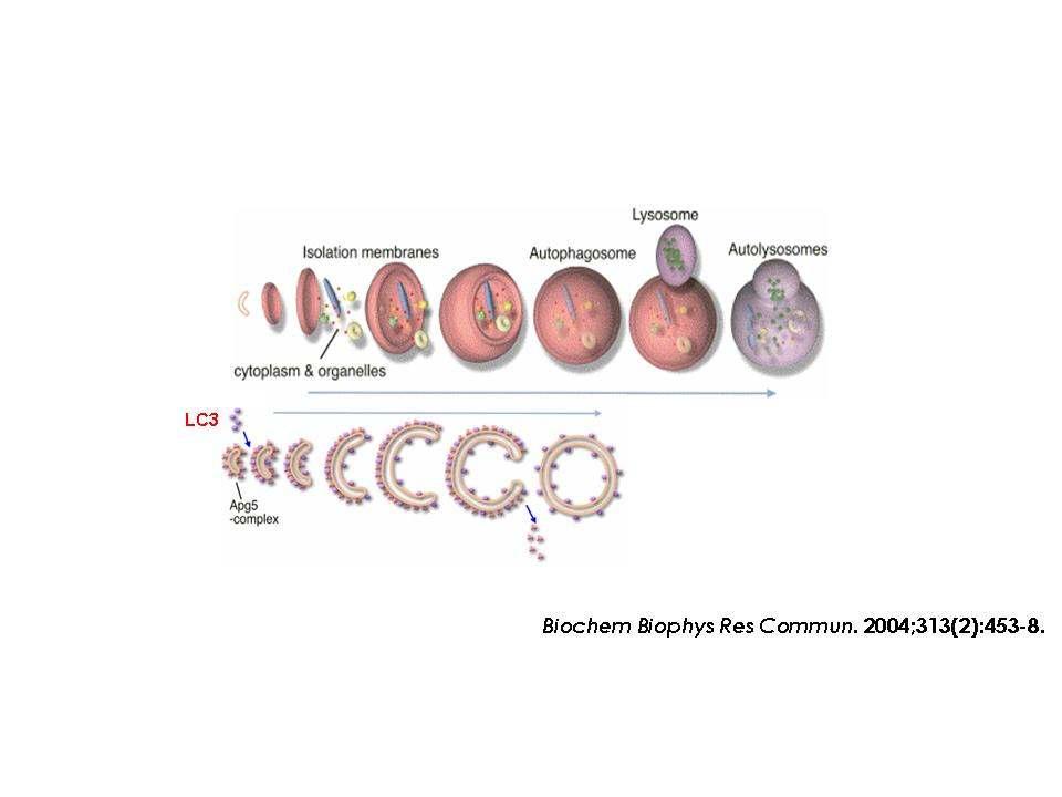 오토파고솜외막에리소솜이융합하여오토리소솜이되면내막과내용물이리소솜의가수분해효소에의해소화됨 오토파지신호전달경로 오토파지는주로