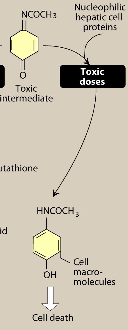 세포내 GSH 고갈에의한타이레놀독성 3 독성대사체 (electrophile) 가과잉생성되면 GSH 가고갈된다.