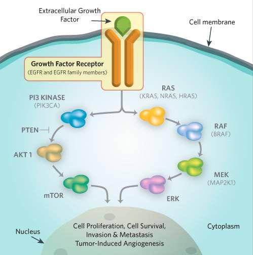 4/16 RTK 에는어떤종류가있는가? 상피성장인자수용체 (epidermal growth factor receptor, EGFR) EGFR은 RTK 중가장먼저밝혀진성장인자수용체로서상피세포의표면에발현되는데, 세포주기조절분자계열 (class) 인단백질 tyrosine kinase의성장인자수용체군 (family) 에속한다.