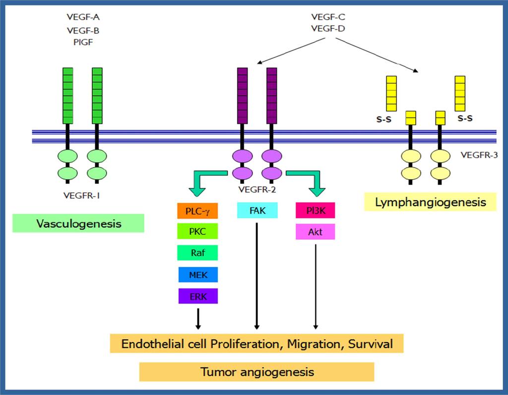 VEGF-A는 VEGFR-1, -2를통해서신호전달체계를활성화시키는데, 이는혈관내피세포의증식, 이동, 생존을촉진시킨다. 또한 VEGF-C와 D는 VEGFR-2, VEGFR-3와결합하여신생림프관및혈관형성을유도한다.