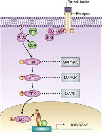 9/16 경로는세포의증식, 생존및분화등성장발달과큰관계를보이며암발생과도연관되는것으로알려져 있다. MAPK/ERK Pathway ( 출처 : www.nature.
