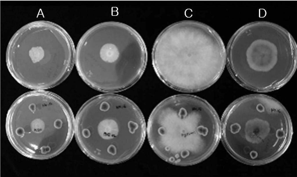 의 생리적 특성 및 길항능력 Ampelomyces 215 해 등록된 17종의 sequence와 phylogenetic tree 분석결과 균주 BSLAH16은 Ampelomyces sp.로 그룹화 되었으며, A. humuli, A. quercinus와는 다른 그룹으로 구분되었다 (Fig. 4). 요 약 Fig. 3.