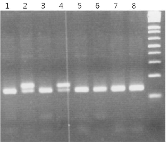 자를증폭시켰다. 증폭된 PPARγ 유전자산물 (155 bp) 은 Hae III 제한효소로처리후 2% agarose gel에서전기영동및 ethidium bromide 염색을통하여 P12 allele (132 + 23 bp fragment), A12 allele (single 155 bp fragment) 의 2가지형을확인하였다 (Fig. 1). 3.