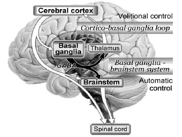 이나타나고체운동억제가오랜기간나타난다. 따라서, 각성과렘수면의조절에서교뇌의 GABAergic system 이중요한역할을담당하는것을알수있다 (Figure7). 다른신경조절물질(neuromodulators) 도중요한역할을담당한다.