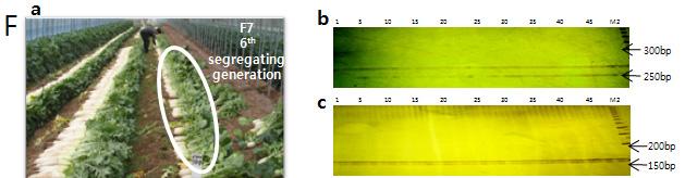 Fig. 4 Breeding process for generation of breeder s stock in field. A-F represents F2-F6 in generation advancement.