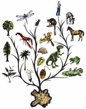 교과서에들어있는진화론 (7) 진화나무에서창조과수원으로