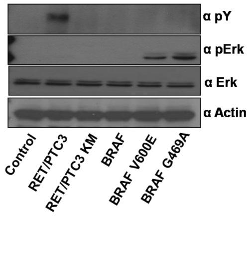 대한내분비학회지 : 제 24 권제 1 호 2009 A B Fig. 2. RET/PTC3 rearrangement and BRAF induced expression of mirna-146a and mirna-221. A. RET/PTC3 and activating mutant BRAF constructs induced tyrosine phopsphorylation and erk activation, respectively.