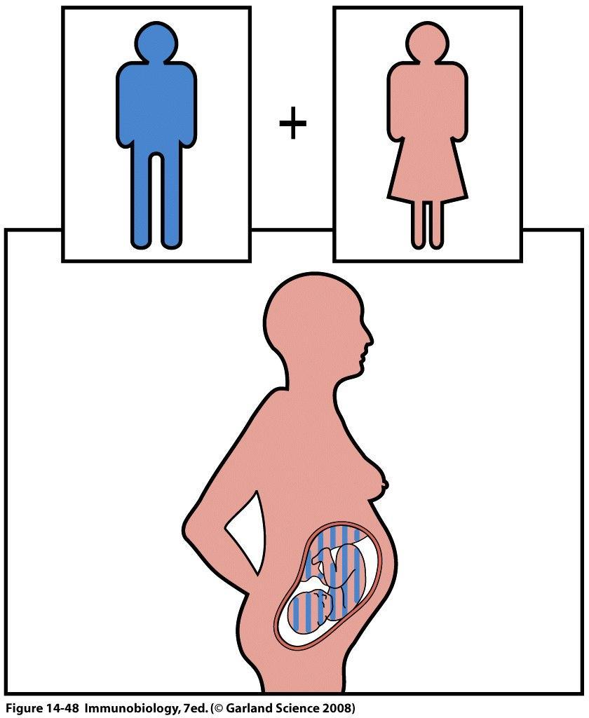 동종성태아에대한면역 Fetus carries paternal MHC and minor H antigen that differ from mother Characteristics of placenta( 태반의착상부위영양막및탈락막 ) - Restriction on