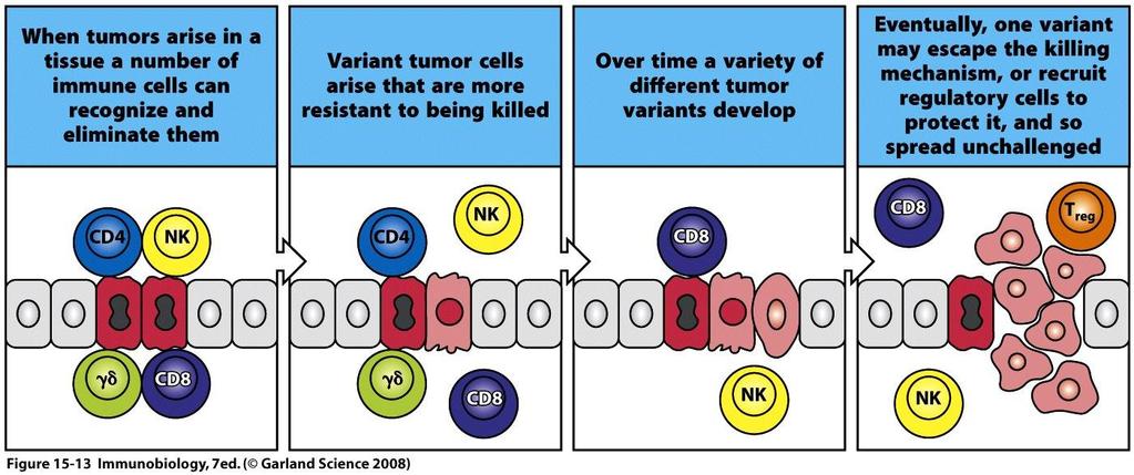 면역감시 (Immune surveillance; 1950 년, Burnet) Chapter 19; 종양면역 (Tumor Immunology) ; 외부에서침입한병원균뿐만아니라전에없었던새로운항원을발현하는변이된세포 ( 암세포 )