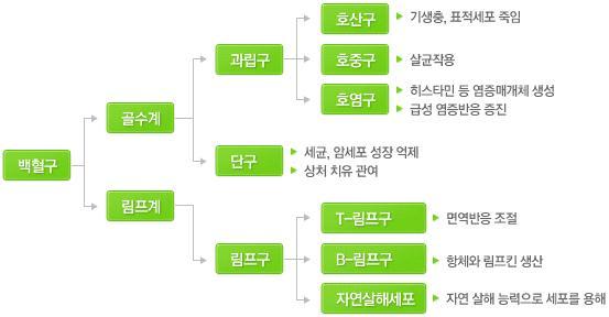 7/23 그림 2. 혈구의종류 골수계 골수계는과립구 (granulocyte) 와단구 (monocyte) 로구분한다. 과립구에는호중구 (neutrophil), 호산구 (eosinophil) 및호염기구 (basophil) 가있다.