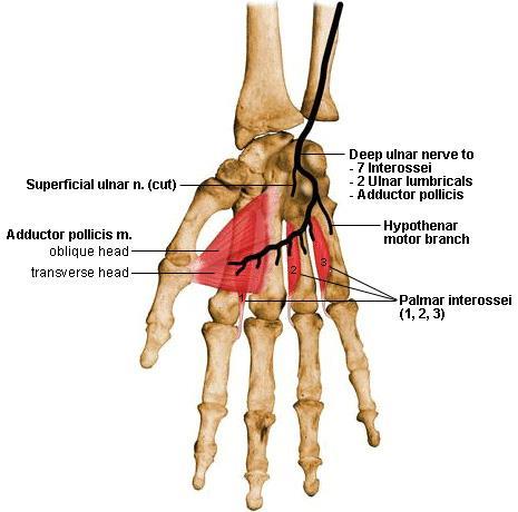 Adductor and volar interossei 엄지모음근 (adductor pollicis) - 빗갈래 oblique head O. 큰마름뼈, 작은마름뼈, 알머리뼈둘째와셋째손허리뼈 - 가로갈래 transverse head O. 셋째손허리뼈손바닥면 I.