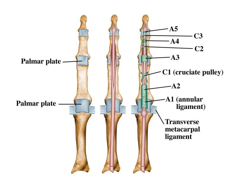 35. Anatomical snuff box