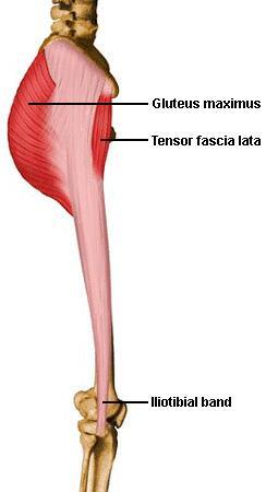 43. Gluteus maximus and iliotibial band 큰볼기근 (gluteus maximus)( 대둔근 ) O. 뒤볼기근선, 엉치가시인대엉치뼈와꼬리뼈의뒷면, 엉치결절인대 I.