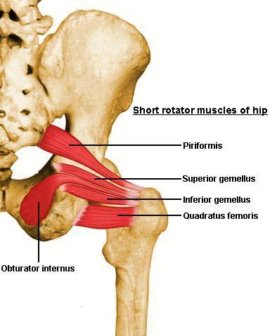 47. Short external rotators 궁둥구멍근 (piriformis)( 이상근 ) O. 앞엉치뼈구멍사이의엉치뼈골반면큰궁둥구멍의모서리, 엉치결절인대 I. 넙다리뼈큰돌기위모서리 A. 넓적다리를가쪽으로돌림, 다리를굽혔을때넓적다리를벌림 N.