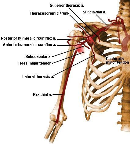 10. Axillary