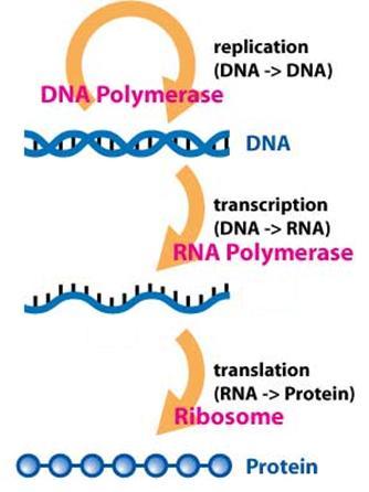 올리고약물의정의 DNA 혹은 RNA