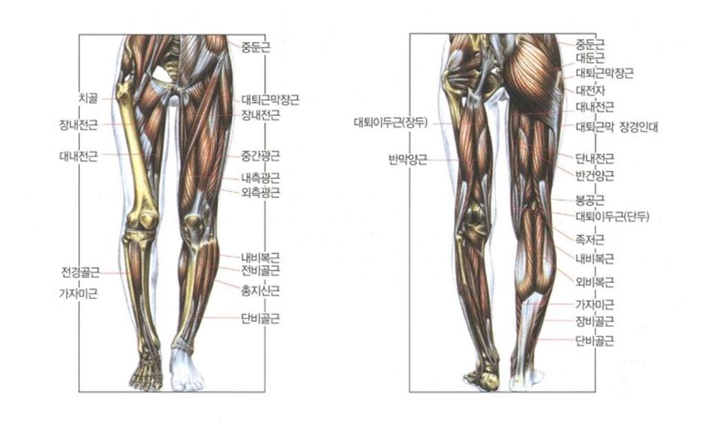 백니 (back knee) 는대퇴사근이약해져있고허벅지뒤쪽의근육들도짧지만약 하긴마찬가지이다.