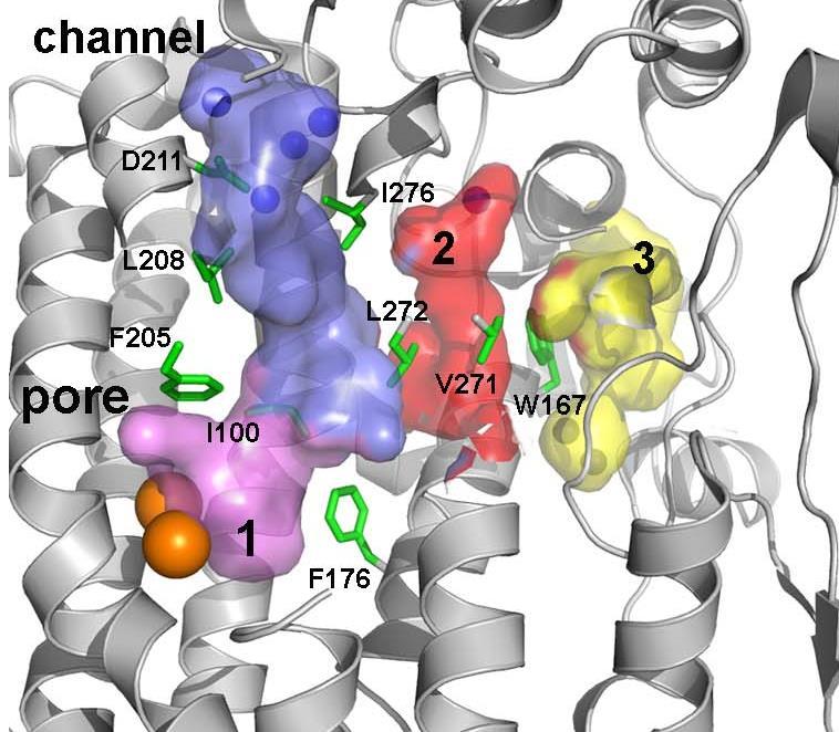 Hydrophobic Pockets; Candidates for O 2 Transfer Pathway Several hydrophobic sites (Cavities 1-3, Channel, and Pore) are found in ToMOH. What is the O 2 transfer pathway to the diiron active sites?
