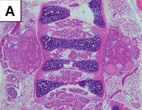 mice. (A D) Thyroid glands of 9 weeks old mice.