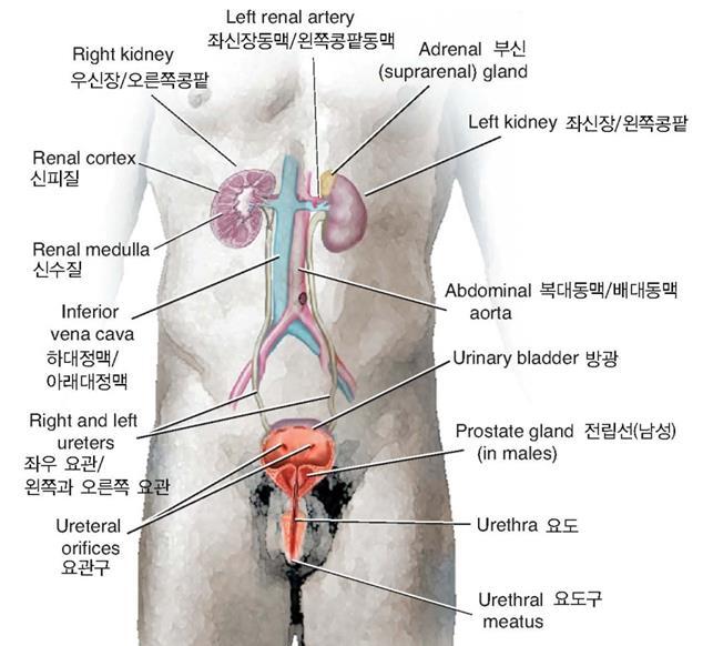 3.ANATOMY TERMS 2개의신장과요관방광, 요도 비뇨기계는전해질과질소분해물을밖으로방출하고,