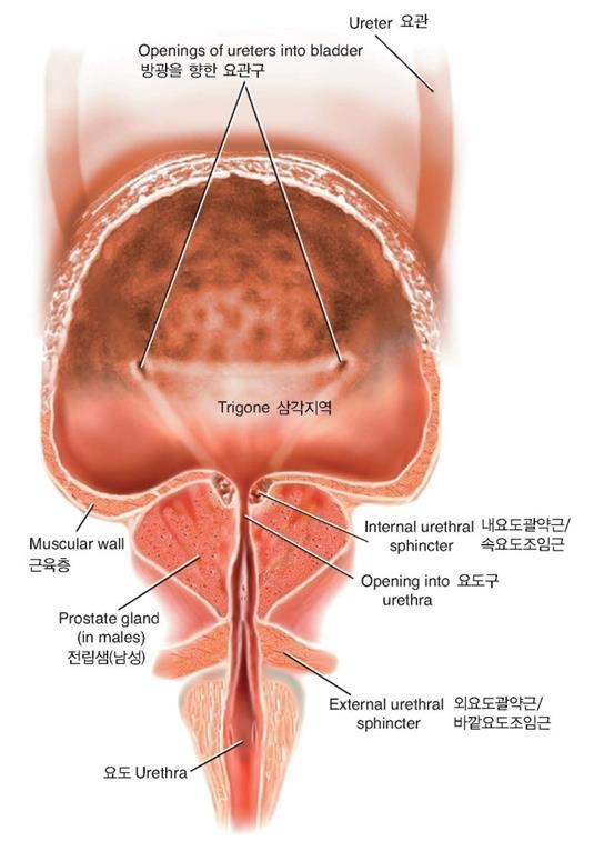 3.ANATOMY TERMS 요관, 방광및요도 요관, 방광과요도 소변 (urine) 은 각신장 (kidney) 의 신우 (pelvis) 에서 요관 (ureter) 으로 흐르고, 방광