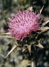 북아메리카나멕시코등지에서자라는엉겅퀴 (milk thistle: Silybum marianum L. Gaertn.