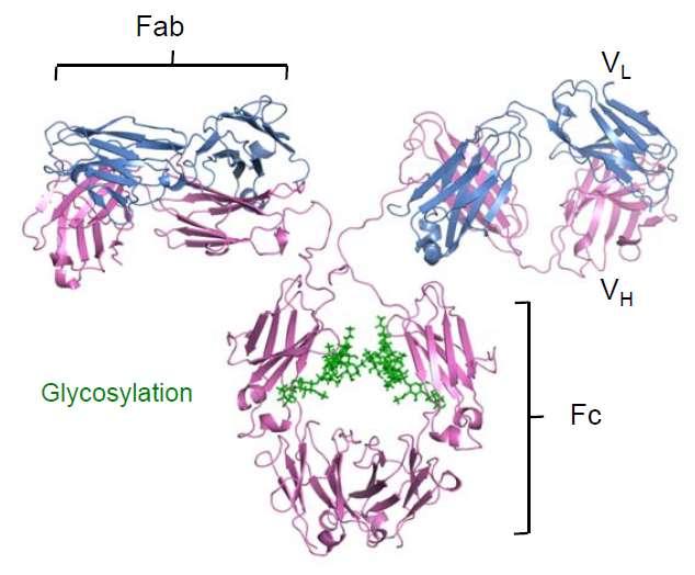 Binding Partner Antigen Function Binding Affinity and Specificity Binding Partner Fc