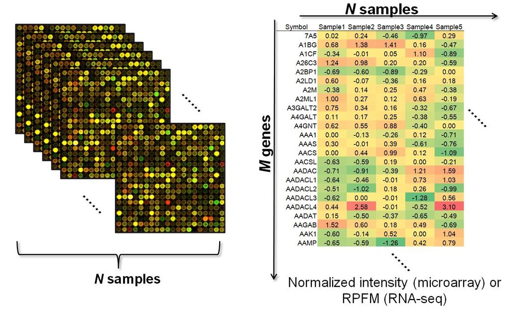 그림 1. 일반적인 mrna expression profile 의형태. Raw 상태의 image data 를 processing 하여공통의유전자군에대응하는 normalized value 가 N 개의샘플수에매칭되는 2D 형태의 profile 을일반적으로사용함.