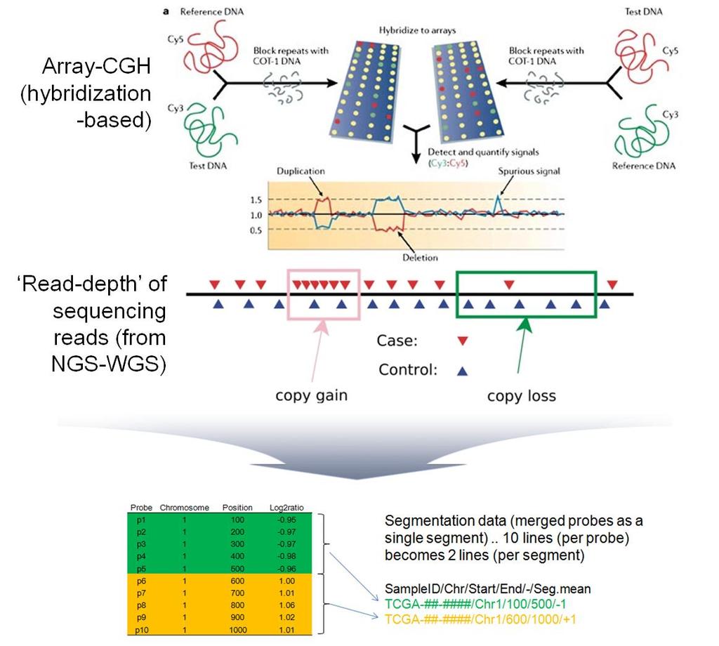 mrna 의발현량의연관분석에서종양에서나타나는다양한유전체 변화 (DNA 카피수변화및메칠화 ) 를고려하는선형회귀모델이중요하다는점이 제시된바있음 [5]. (3) 다중분석을위한데이터종류 - #2. DNA 카피수변화프로파일 그림 2.