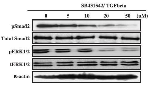 Cell Prolif.