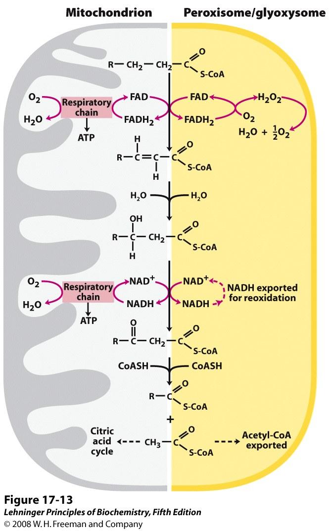 comparison of β oxidation Peroxisome