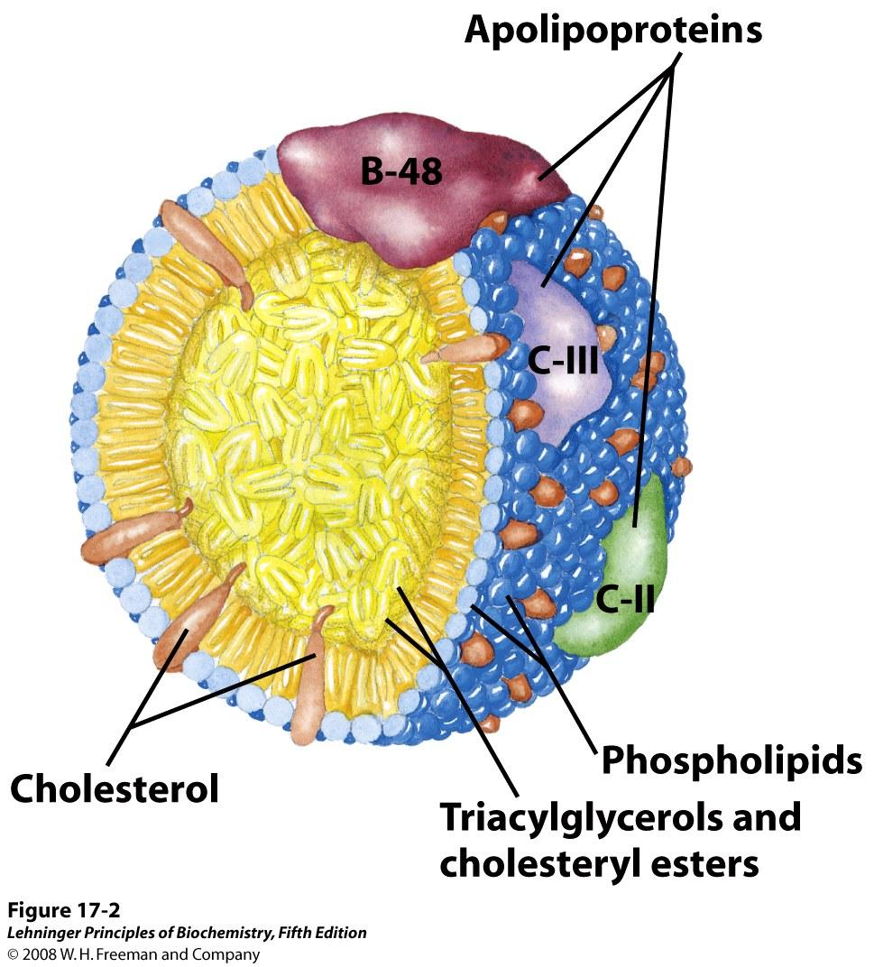 Chylomicron VLDL, LDL, HDL, VHDL