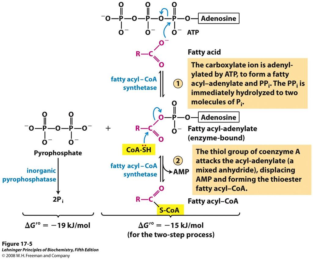 Conversion of fatty acid to fatty acyl -CoA on the outer mit memb 지방산이지방산아실 CoA 로의전환