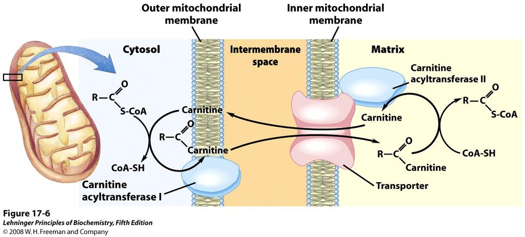 Acyl carnitine transporter for entry of fatty acid into mitochondria