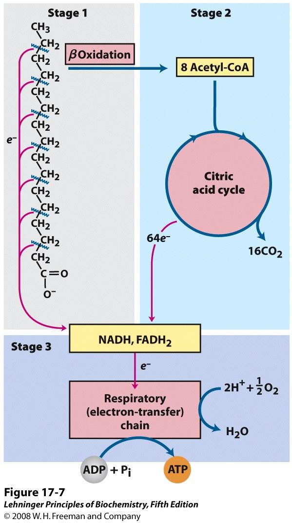 overview for fatty acid Oxidation 지방산산화개괄