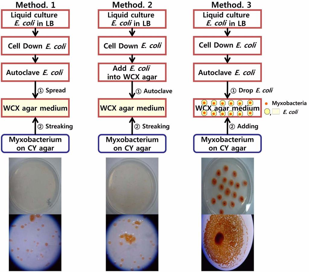 점액세균을이용한고추역병방제 123 Fig. 1. Three different methods of formation fruiting body of myxobacteria KYC 1126.