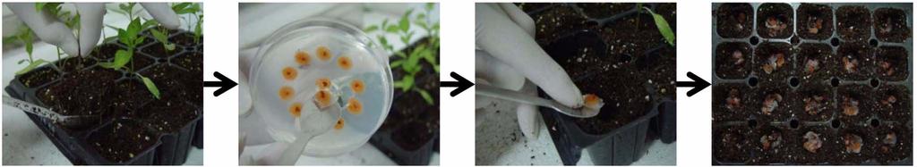 Preformed myxobacterial fruiting body was applied to soil before Phytopthora inocuation. 혼합후, 점액세균을도말 ( 방법 2), 0.1% CaCl 2 2H 2 O이함유된한천배지위에 E. coli를떨어트려굳힌후, 점액세균을접종 ( 방법 3) 등 3가지방법 (Fig.