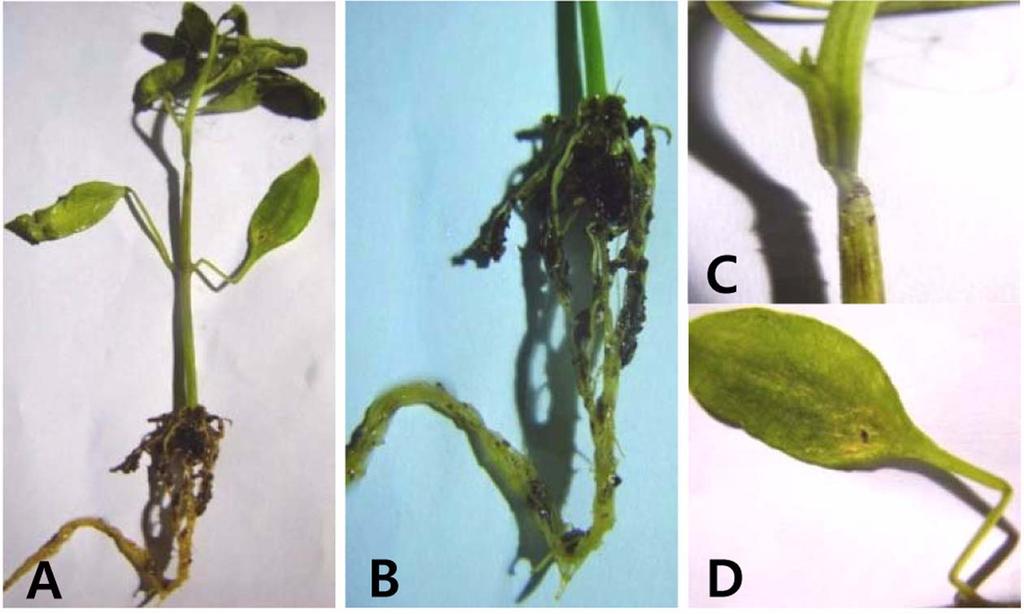 126 김성택 윤성철 Fig. 6. Phytophthora blight progressive curve of hot pepper among the three treatments, untreated control ( ), myxobacteria KYC1126 ( ) and fungicide ( ) in the greenhouse.