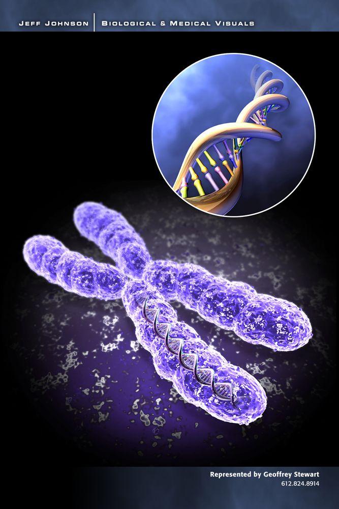 피폭은 DNA 에영향을미침 Picture of Chromosome and DNA DNA (deoxyribonucleic acid) -