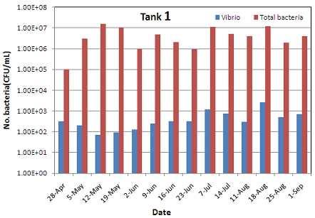 그림 28. Tank 1 의총세균수와비브리오수의비교. Fig. 28. Comparison of total bacteria and Vibrio spp.