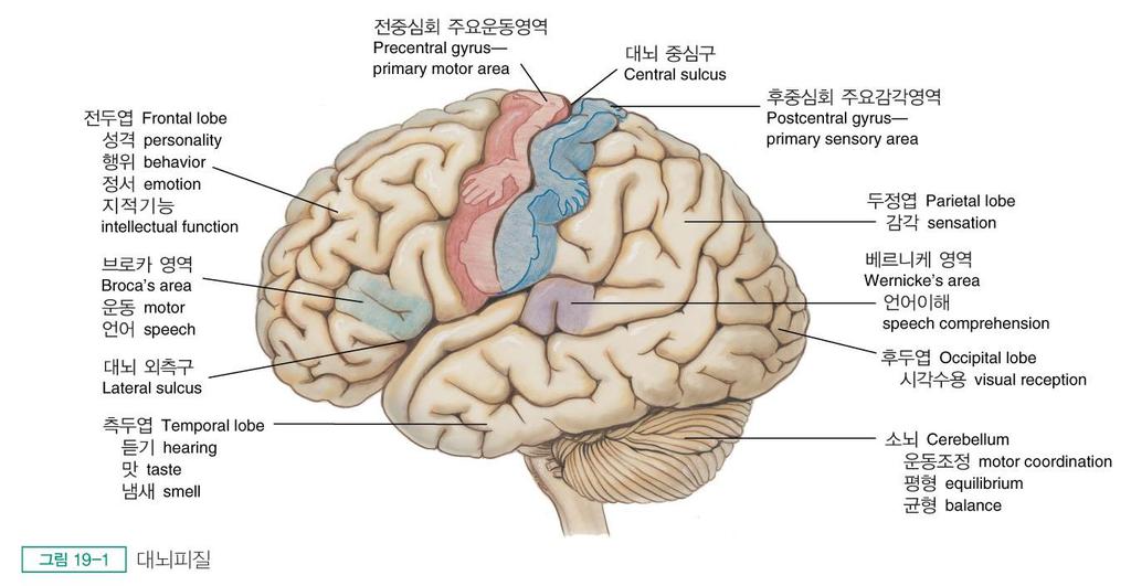 신경계검진 중추신경계대뇌피질 : 사고, 기억, 추리, 감각, 자율적인운동지배