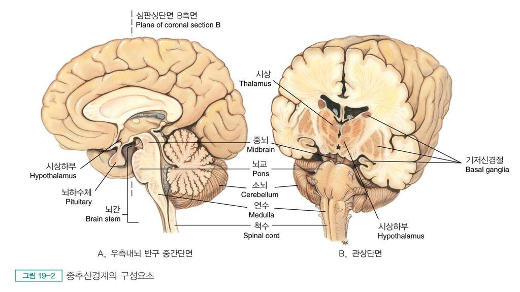 신경계검진 뇌간 (brain stem) 중뇌, 뇌교, 연수의세부분으로구성뇌신경섬유들이통과하는핵심적인중추뇌의상부와척수를연결중뇌 (midbrain) : 시상과시상하부에서발생많은운동신경원과신경로를포함뇌교 (pons) : 상 하행신경섬유경로포함연수